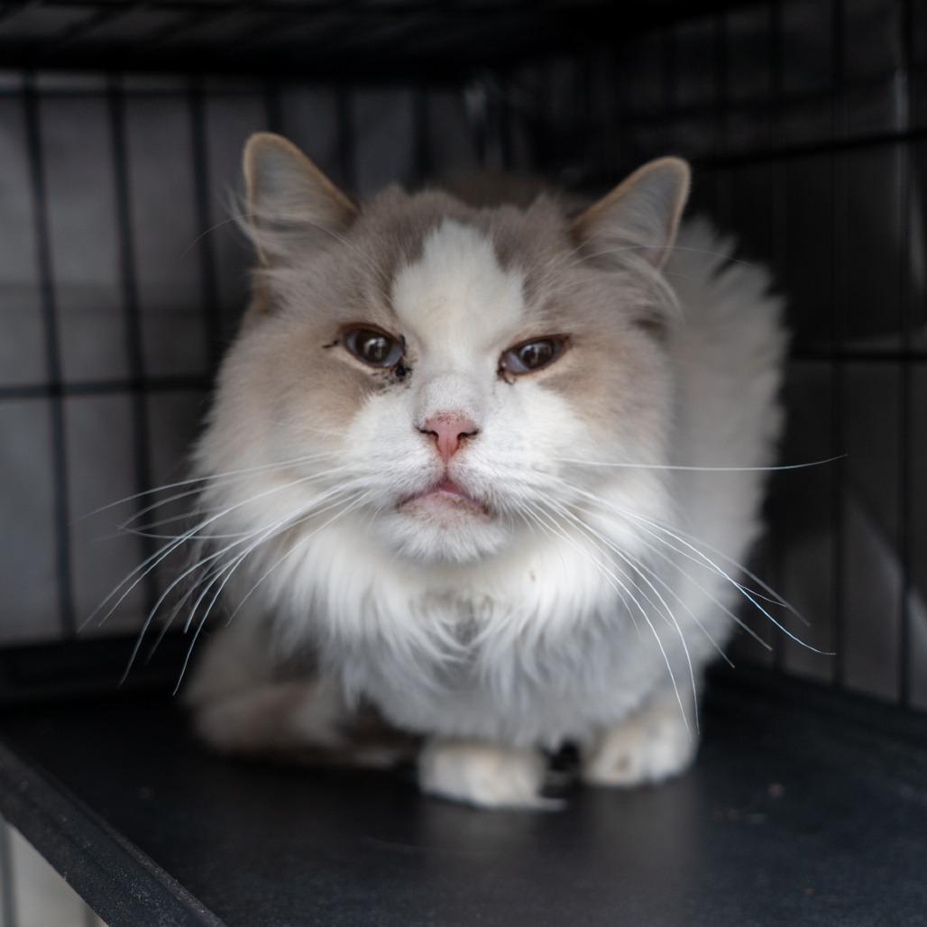 Prince, Adoptable, Senior Male Ragdoll.