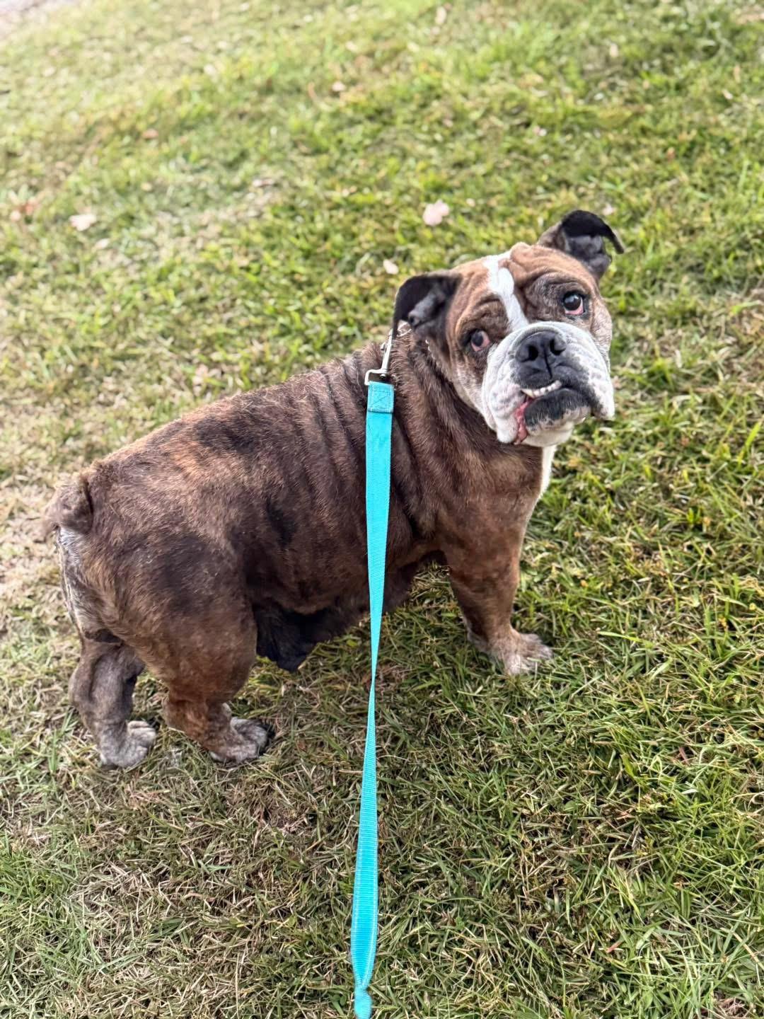 Enlarge Junie, a Adoptable English Bulldog in Lutz, FL image 1/1