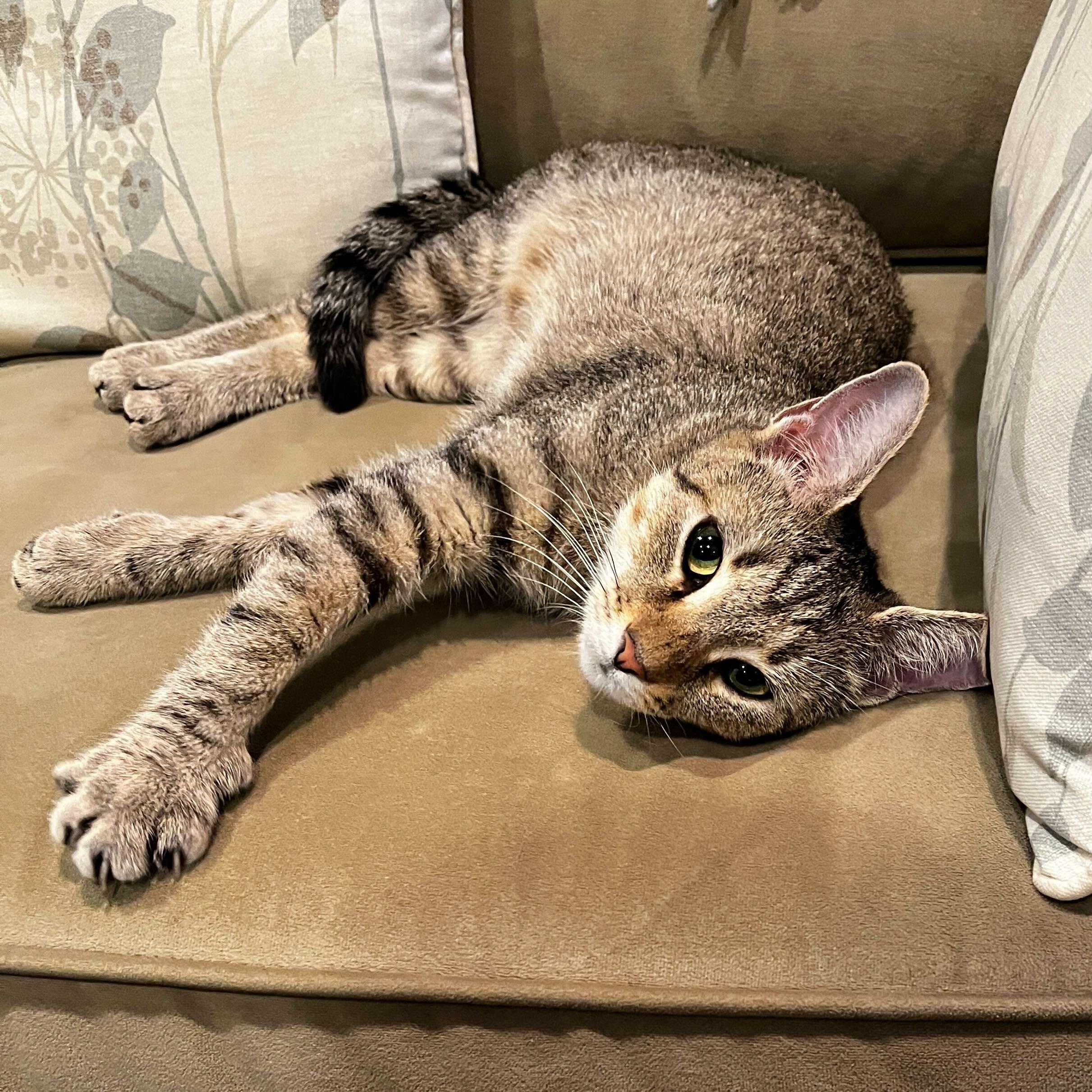 Mooney, ADOPTABLE, Young Female Domestic Short Hair.