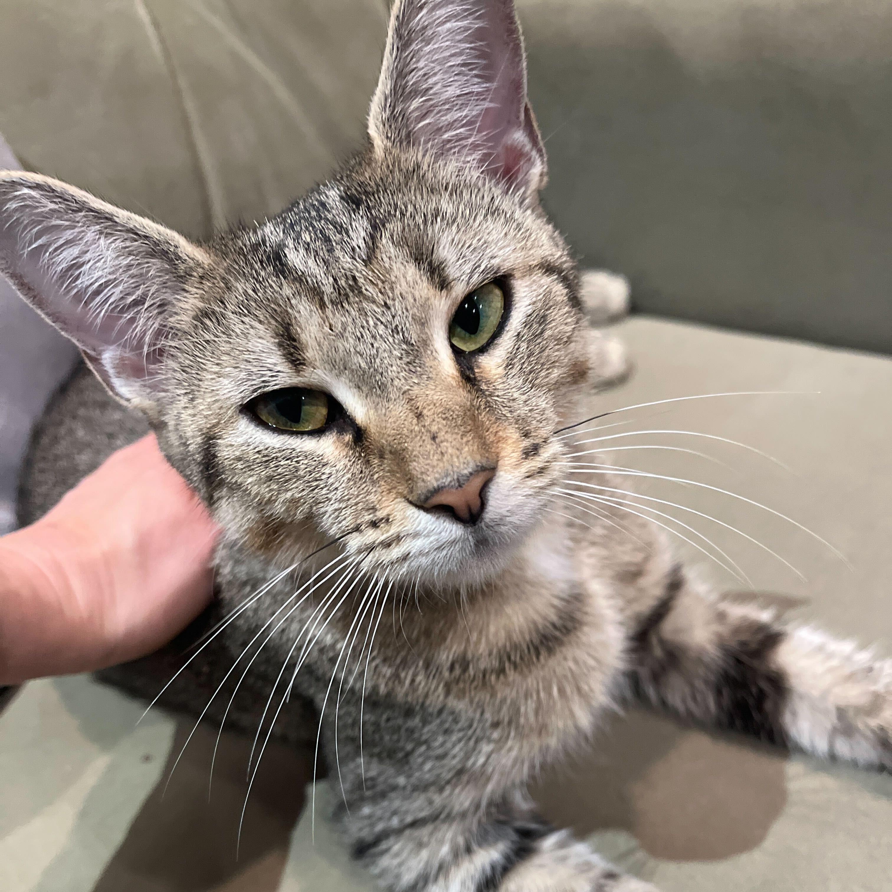 Enlarge Mooney, a ADOPTABLE Domestic Short Hair in Waltham, MA image 2/5