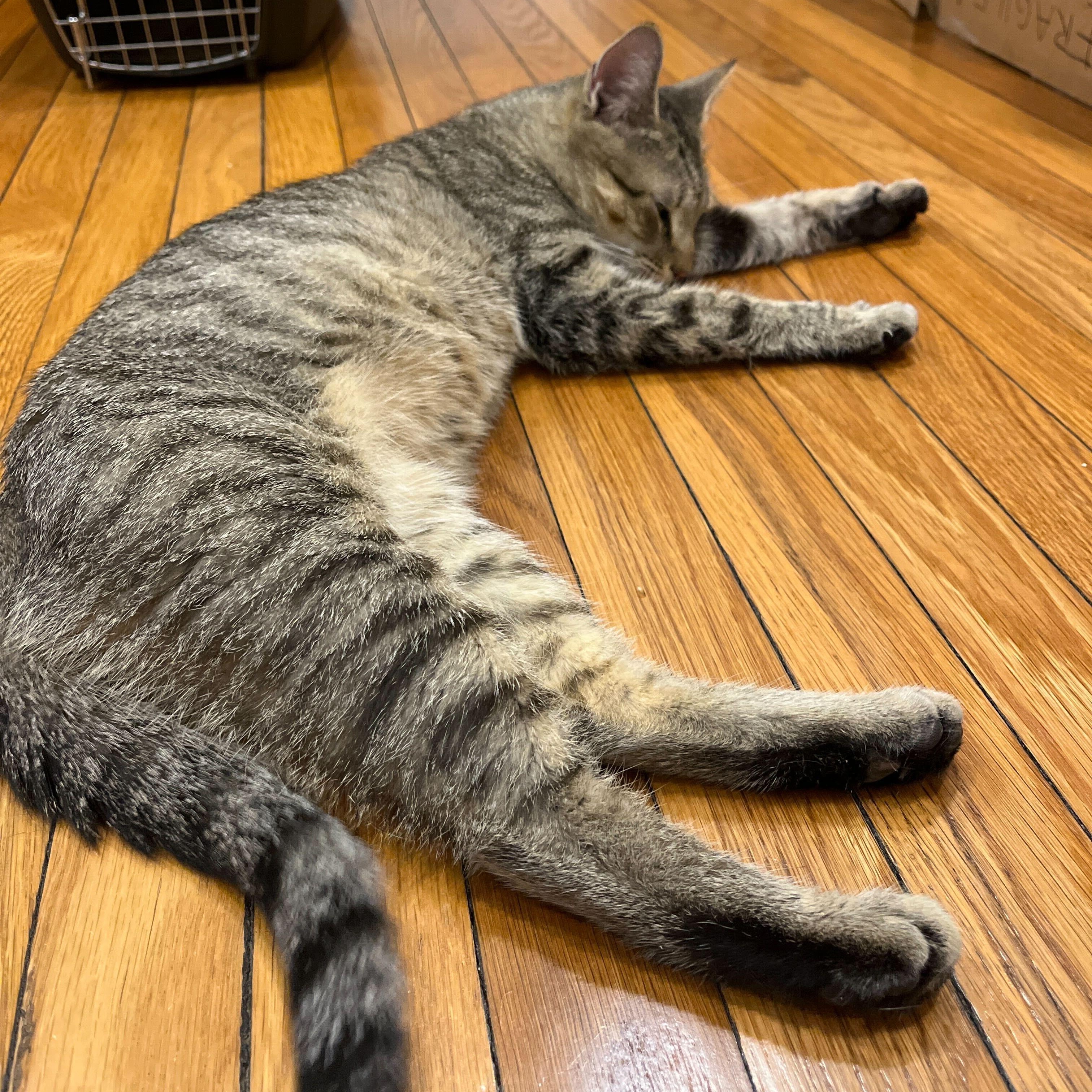 Enlarge Mooney, a ADOPTABLE Domestic Short Hair in Waltham, MA image 3/5