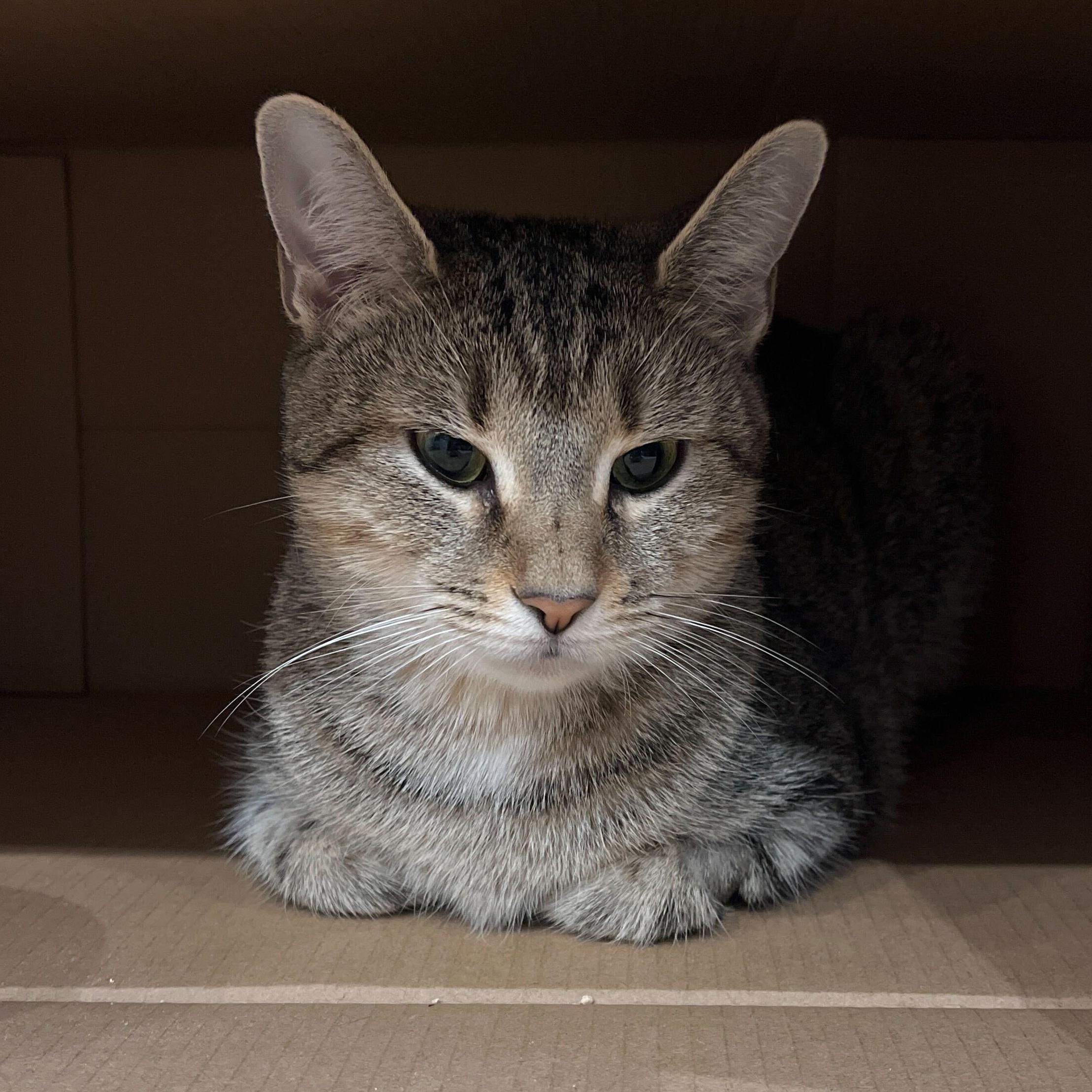 Enlarge Mooney, a ADOPTABLE Domestic Short Hair in Waltham, MA image 4/5