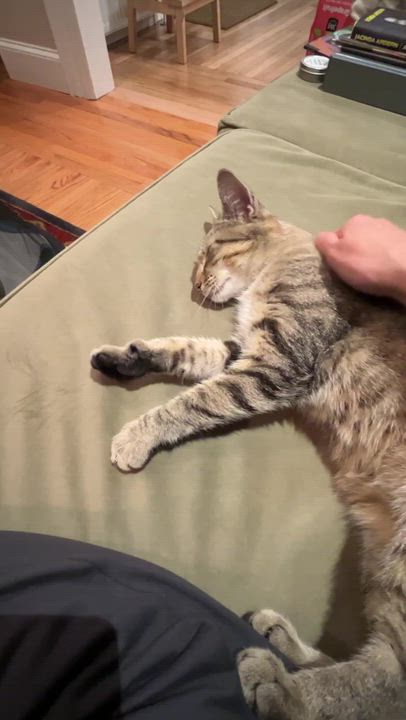 Enlarge Mooney, a ADOPTABLE Domestic Short Hair in Waltham, MA video 5/5