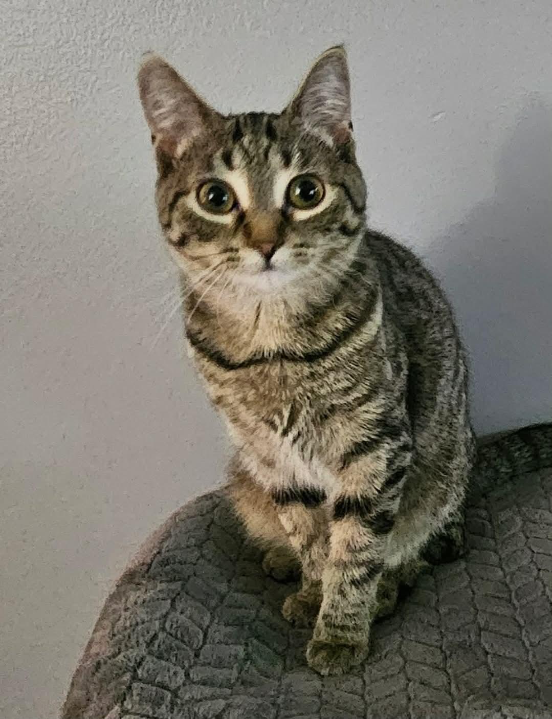 Enlarge Carly, an adopted Domestic Short Hair in China Township, MI image 5/5