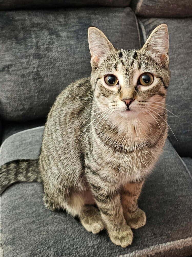 Carly, Adoptable, Kitten Female Domestic Short Hair.