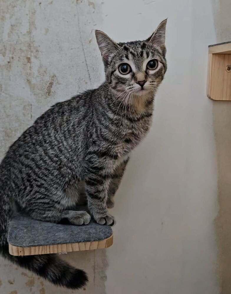 Carly, Adoptable, Kitten Female Domestic Short Hair.