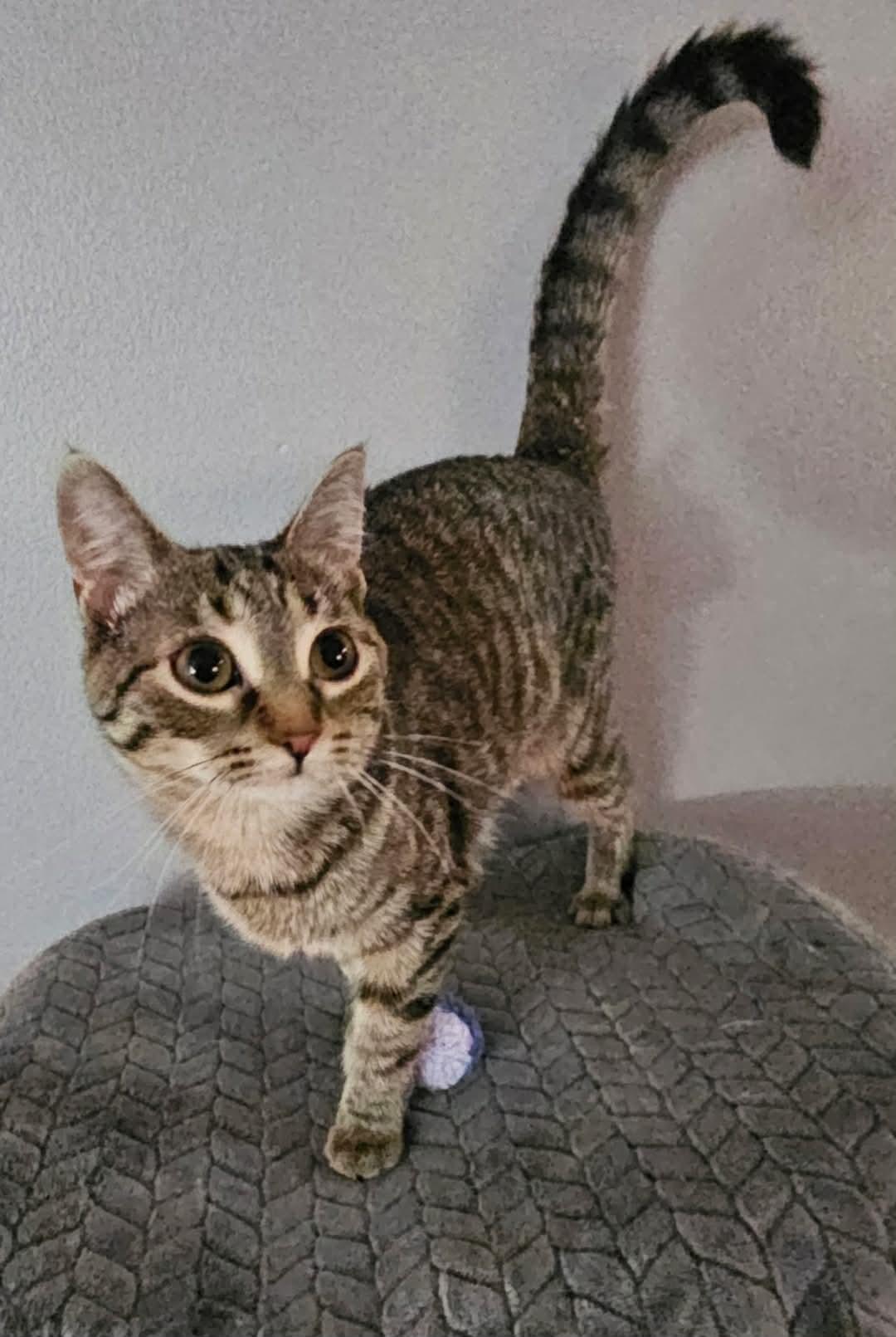 Enlarge Carly, an adopted Domestic Short Hair in China Township, MI image 4/5