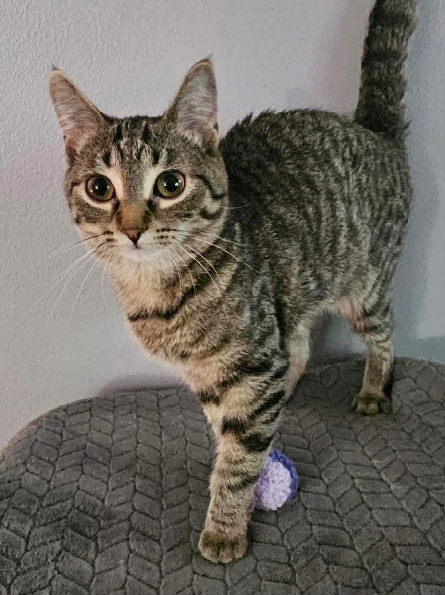 Carly, Adoptable, Kitten Female Domestic Short Hair.