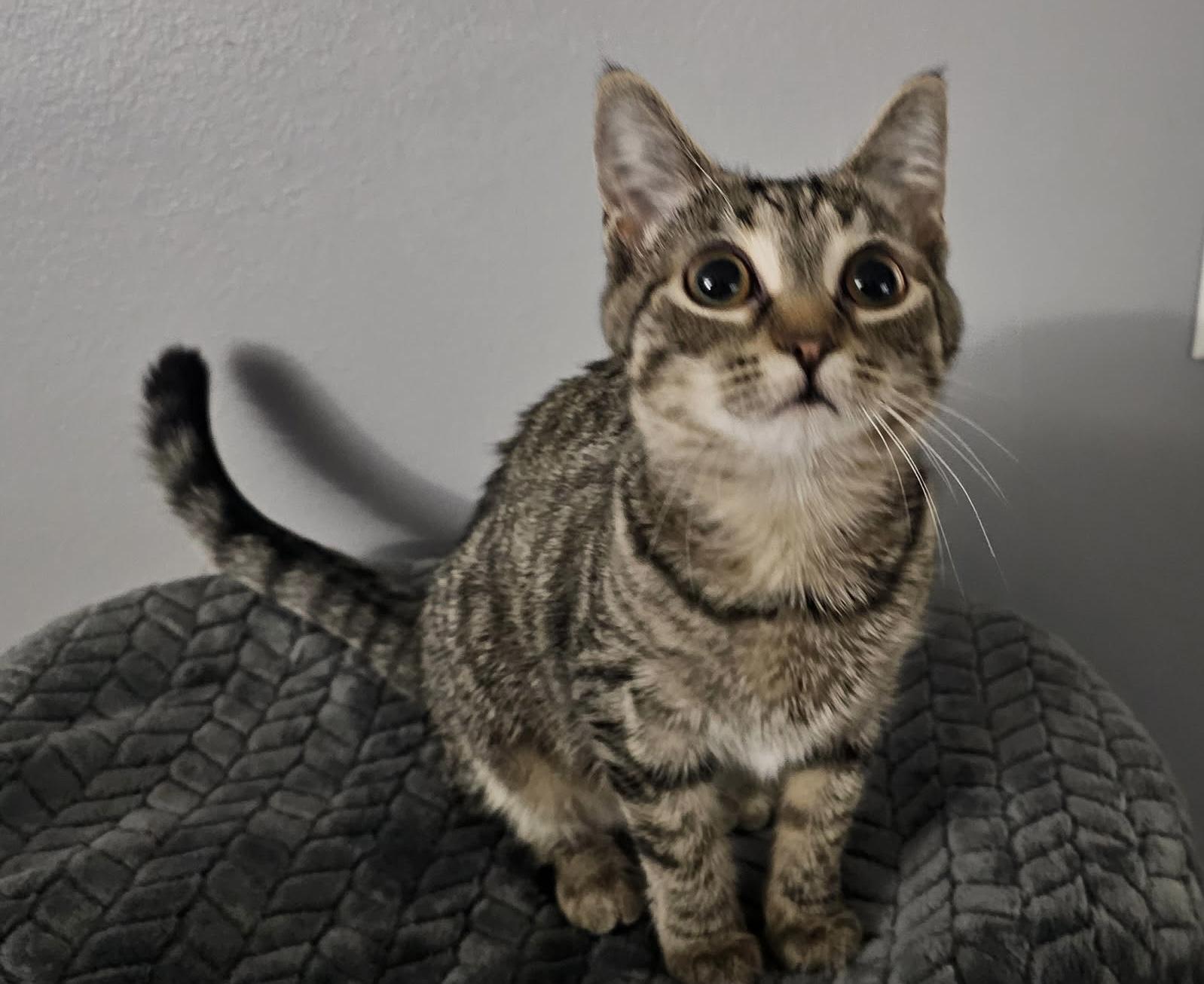 Enlarge Carly, an adopted Domestic Short Hair in China Township, MI image 2/5