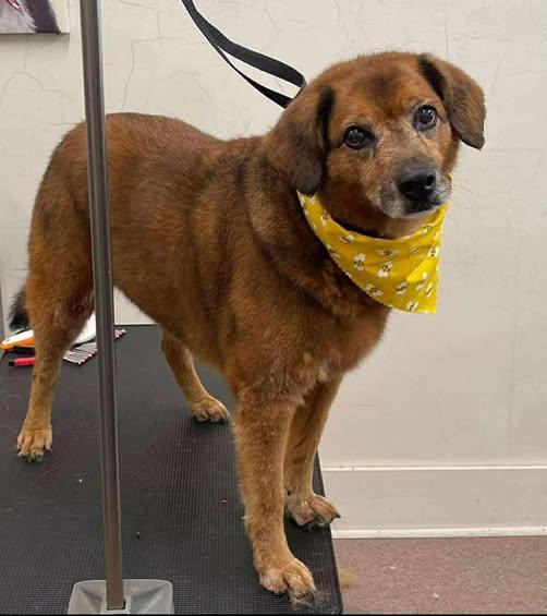 Archie, Senior Male Shepherd