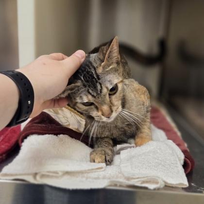 Clefairy, Adoptable, Young Female Domestic Short Hair & Domestic Short Hair.
