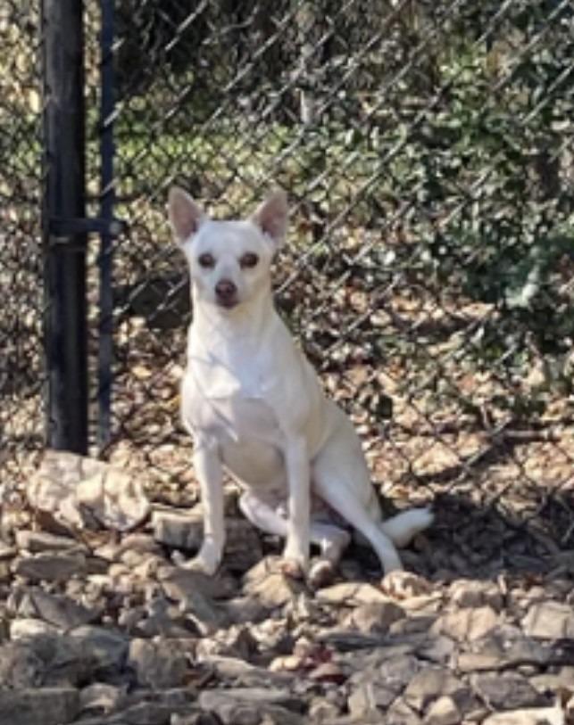 Jenkins, Adoptable, Senior Male Terrier.
