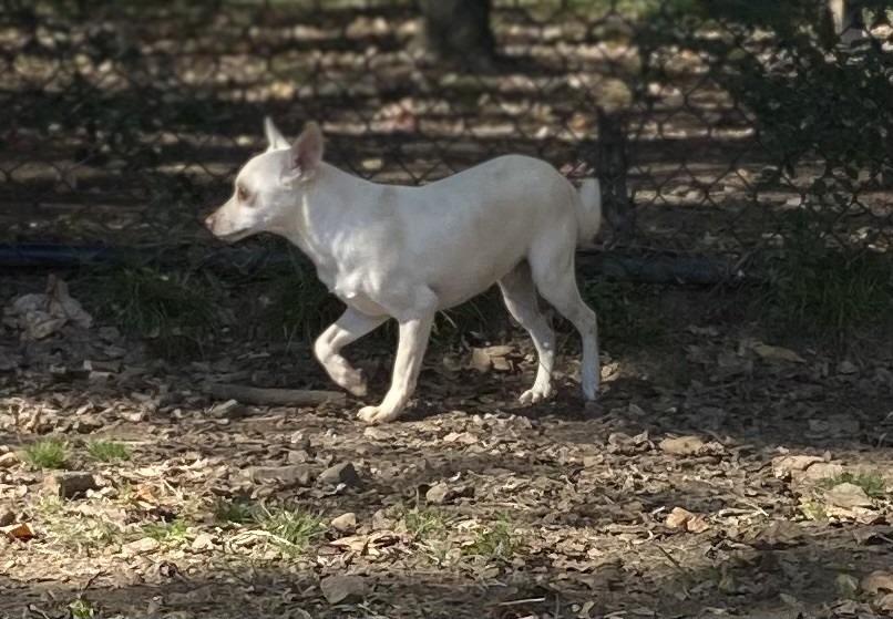 Enlarge Jenkins, a Adoptable Terrier in Little Rock, AR image 2/3