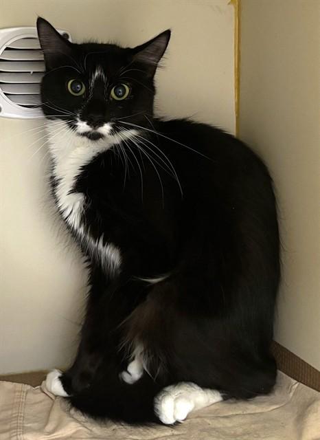 FELIX, Adoptable, Young Female Domestic Long Hair.