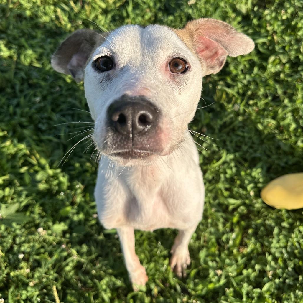 Isla, Adoptable, Adult Female Mixed Breed.