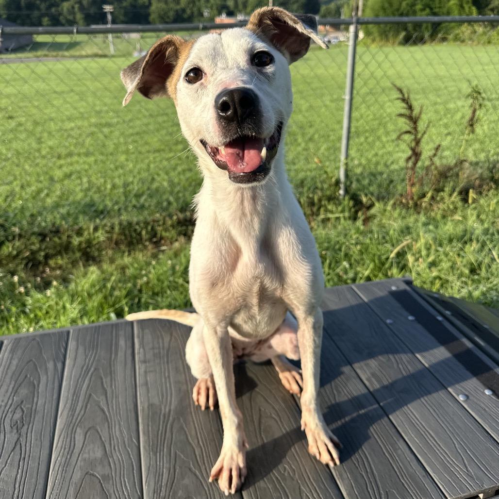Isla, a Adoptable Mixed Breed in Cape Girardeau, MO image 2/2