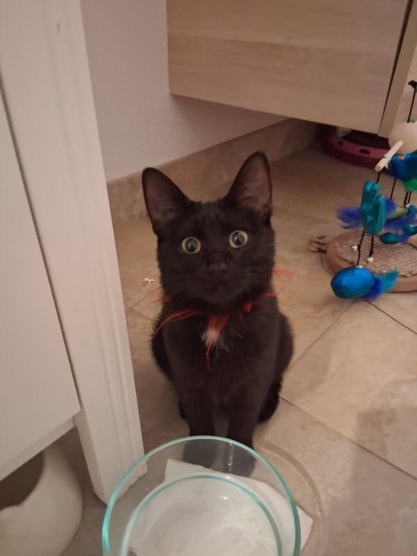 Enlarge Blaze, a Adoptable Domestic Short Hair in Aurora, CO image 3/4