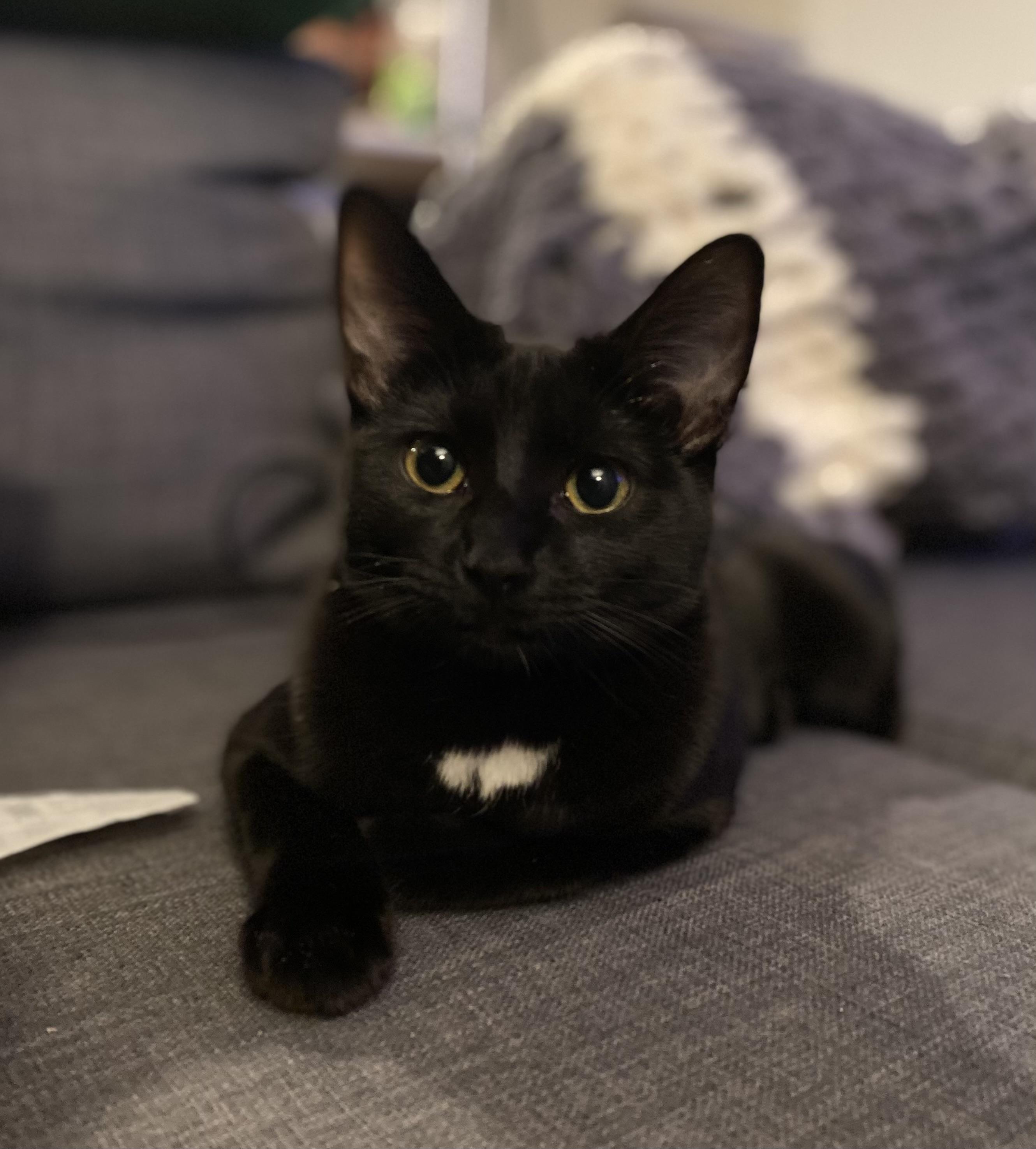 Enlarge Blaze, a Adoptable Domestic Short Hair in Aurora, CO image 1/4