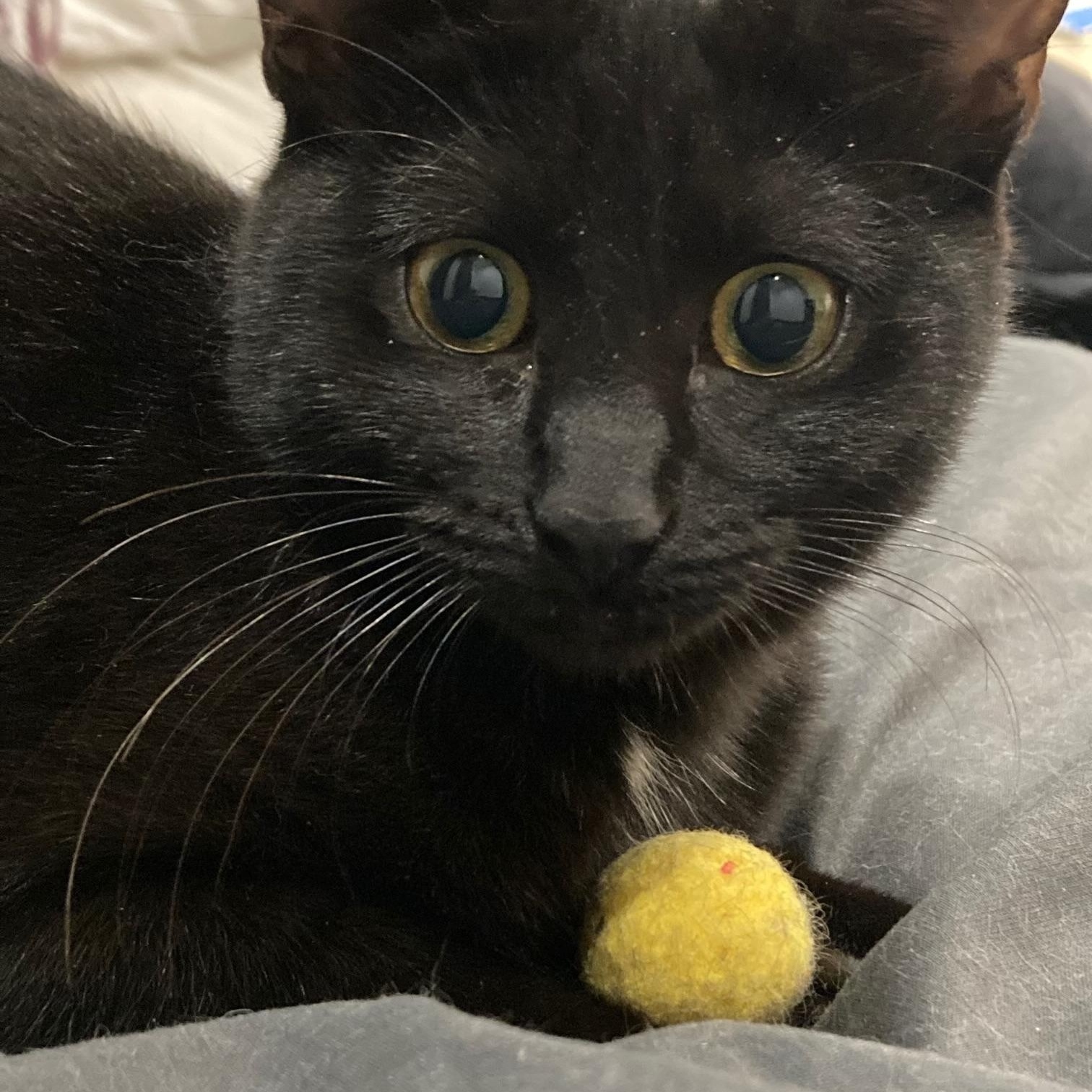 Enlarge Blaze, a Adoptable Domestic Short Hair in Aurora, CO image 2/4