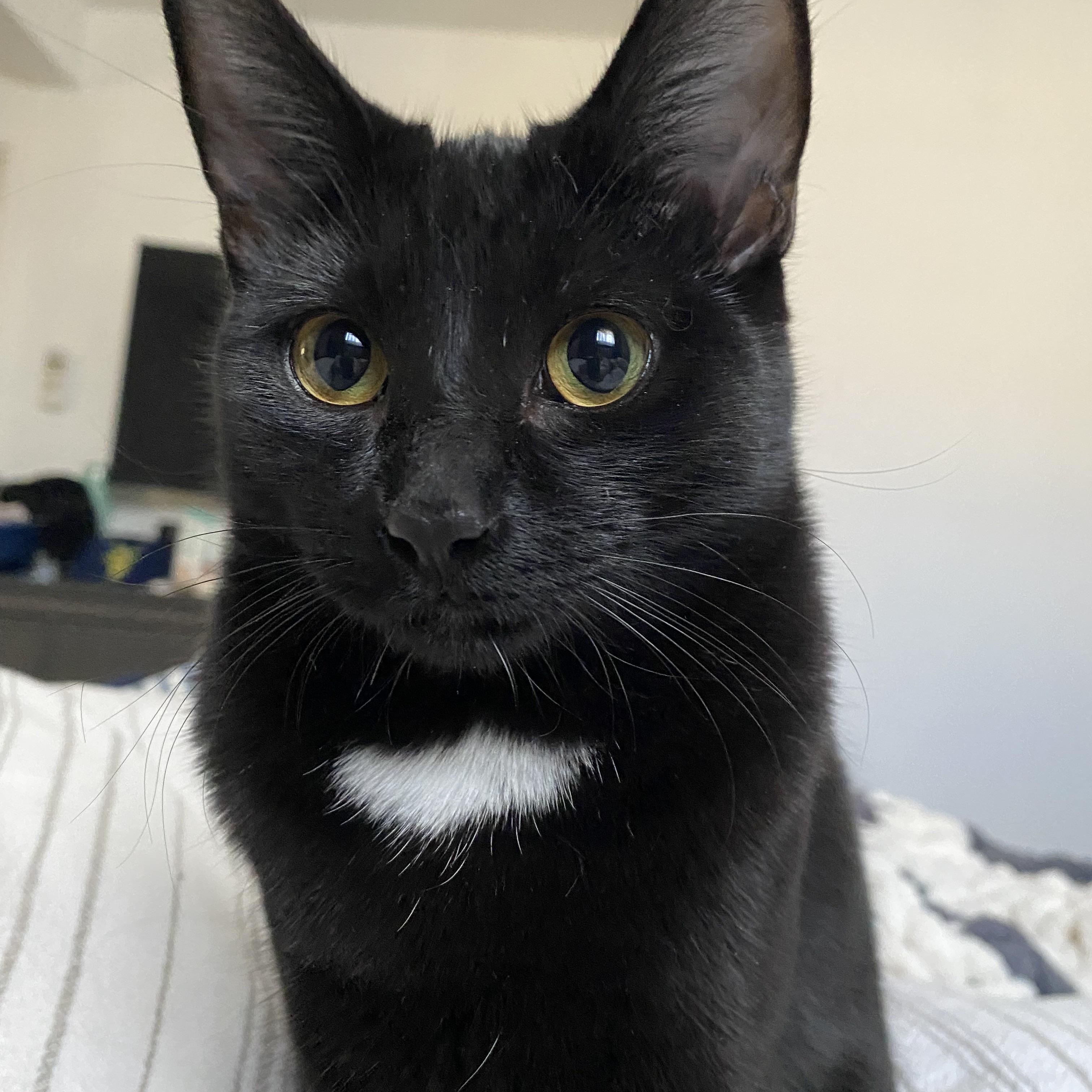 Enlarge Blaze, a Adoptable Domestic Short Hair in Aurora, CO image 4/4