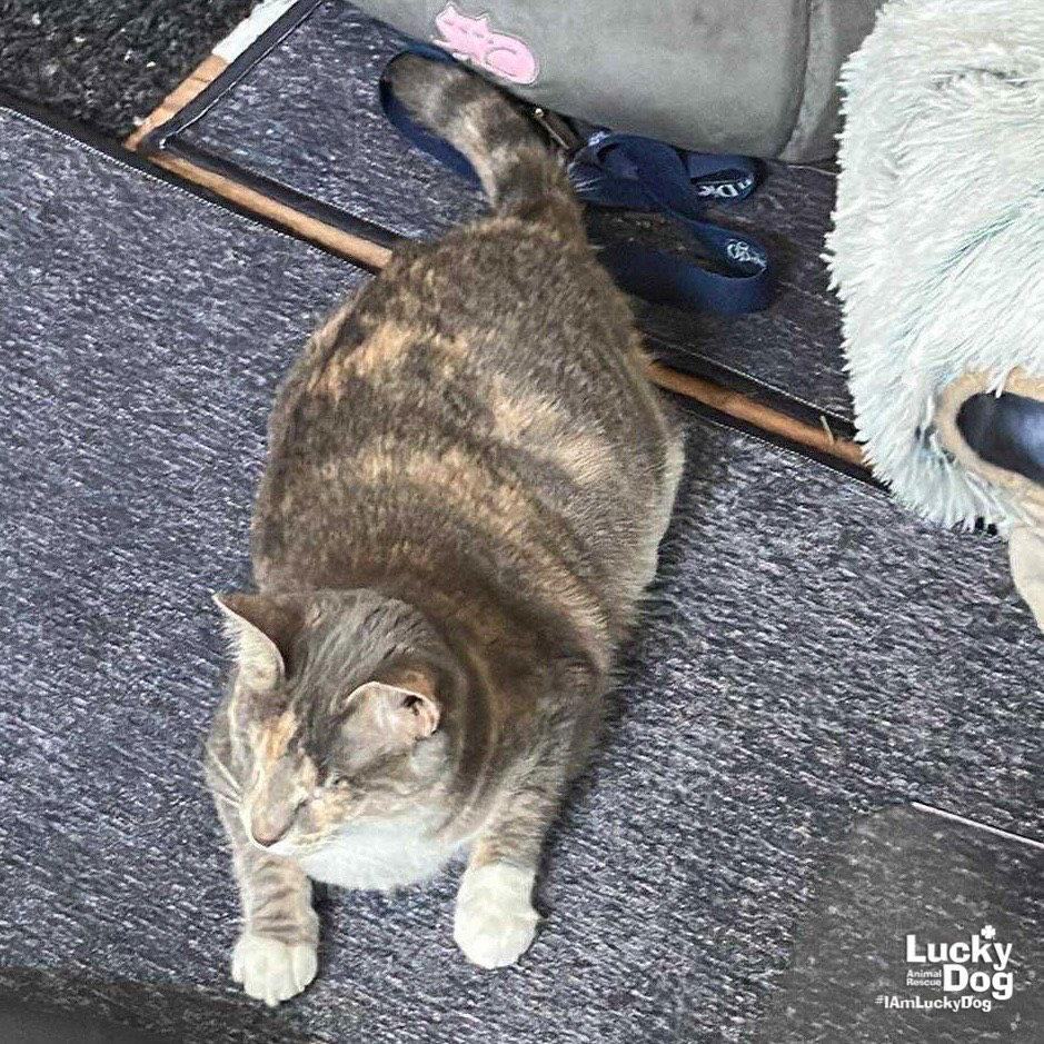 Patches the Cat, Adoptable, Adult Female Domestic Short Hair.