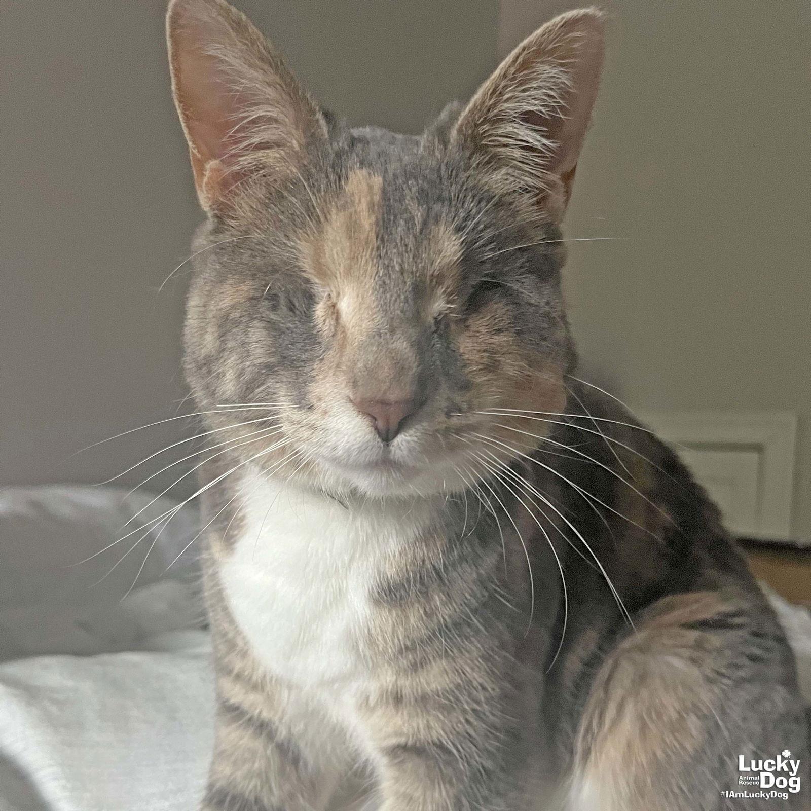 Enlarge Patches the Cat, a Adoptable Domestic Short Hair in Washington, DC image 1/3