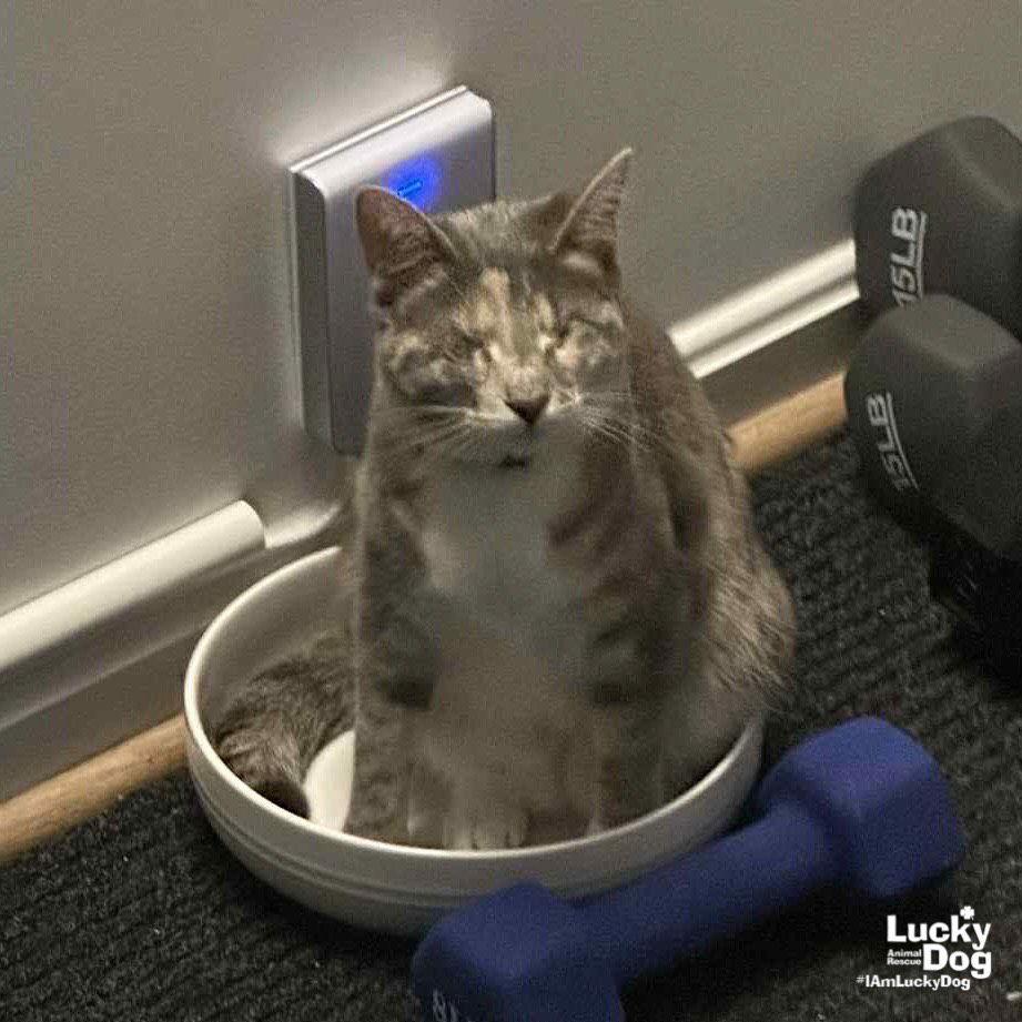 Enlarge Patches the Cat, a Adoptable Domestic Short Hair in Washington, DC image 2/3