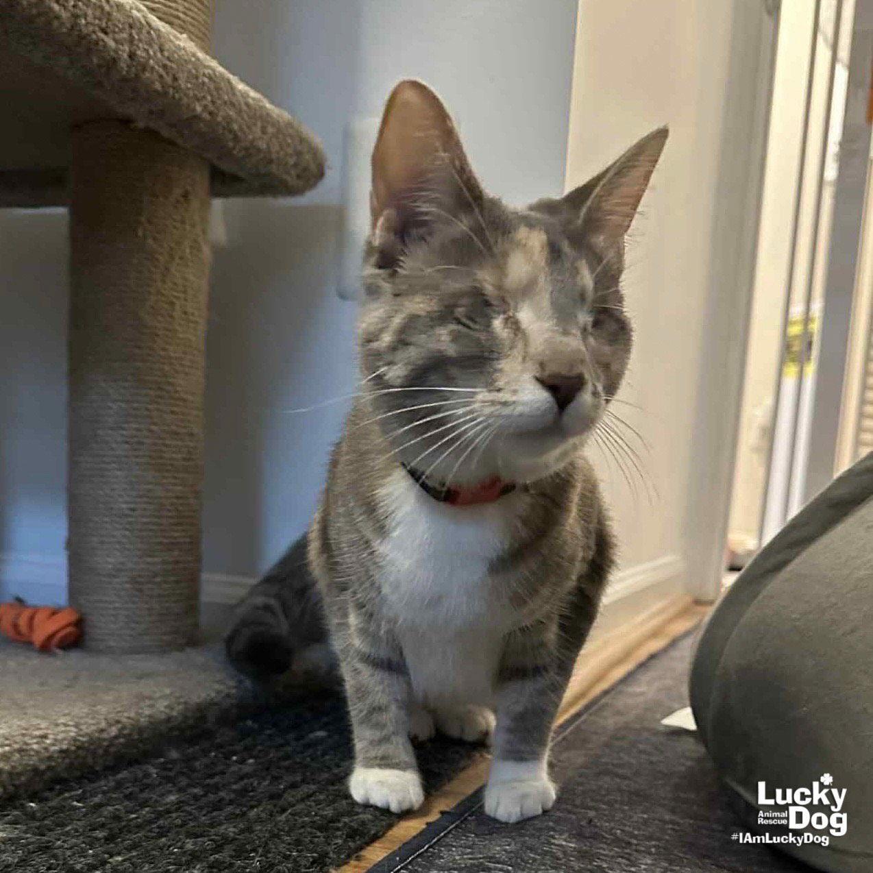 Enlarge Patches the Cat, a Adoptable Domestic Short Hair in Washington, DC image 3/3