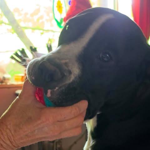 Enlarge John, a Adoptable mixed breed in Dover, AR image 1/3