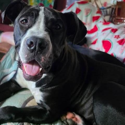 Enlarge John, a Adoptable mixed breed in Dover, AR image 2/3