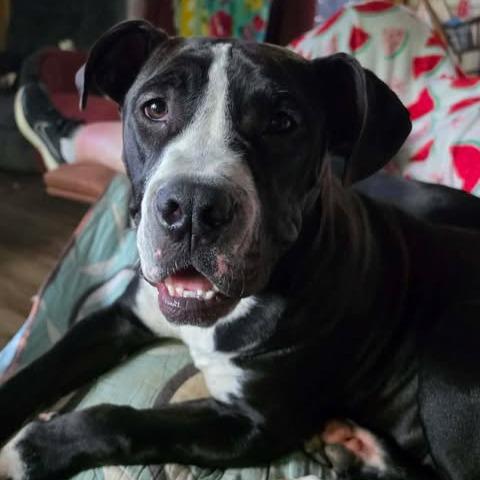 Enlarge John, a Adoptable mixed breed in Dover, AR image 3/3
