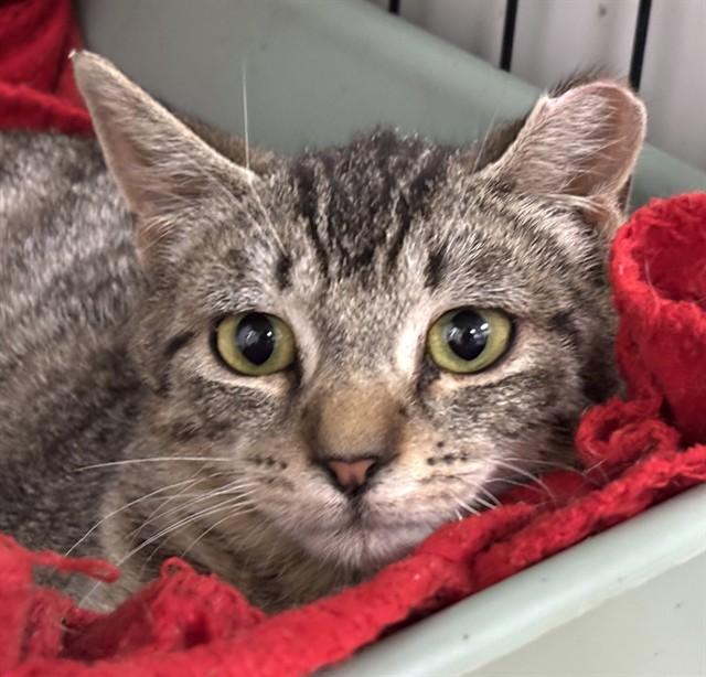 Enlarge POLLUX, a Adoptable Domestic Short Hair in Dedham, MA image 1/1