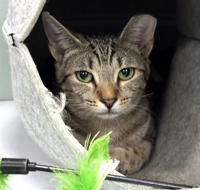 Enlarge POLLUX, a Adoptable Domestic Short Hair in Dedham, MA image 1/1