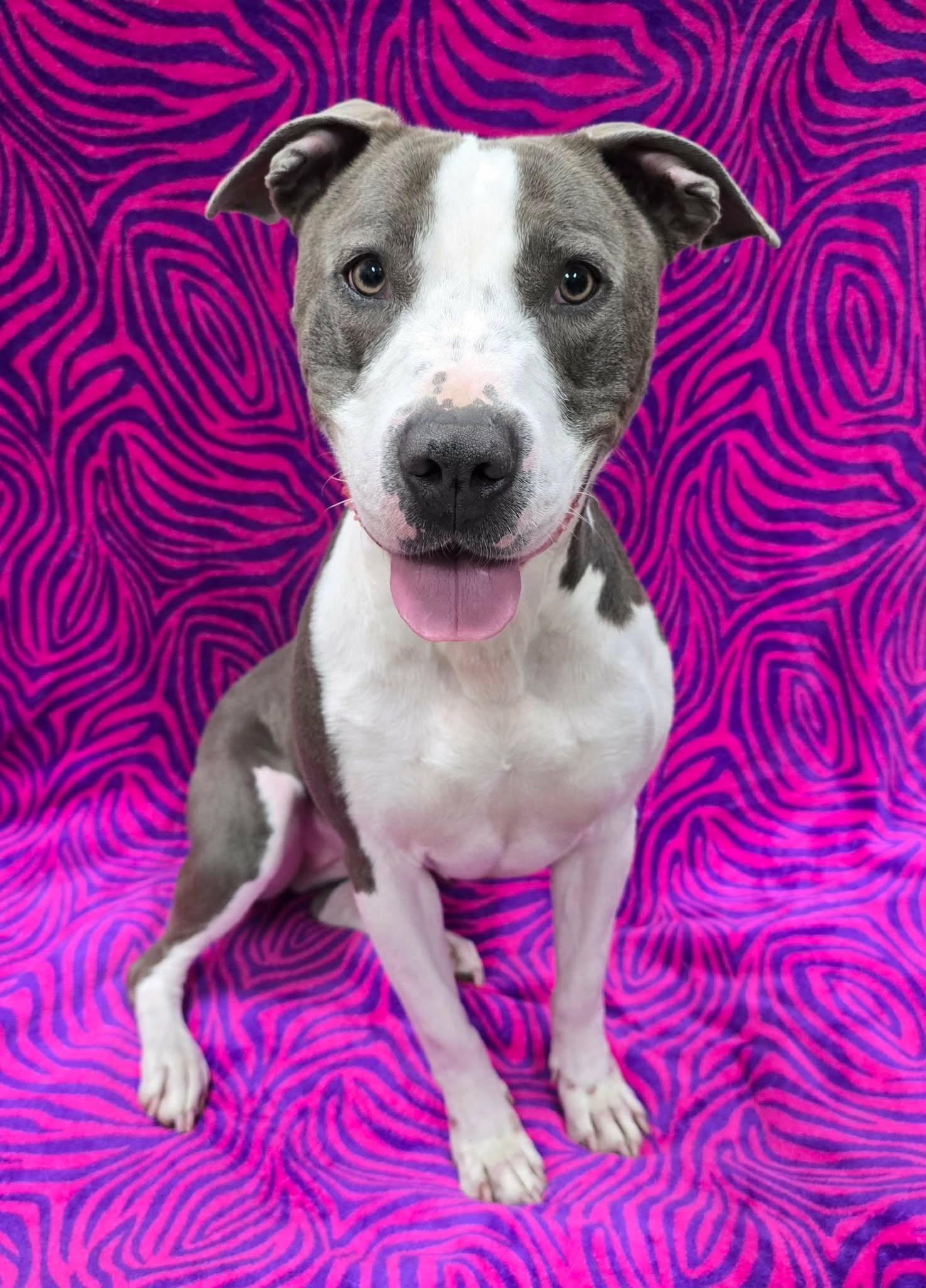 Dolly, a ADOPTABLE mixed breed in Frankfort, IN image 4/6