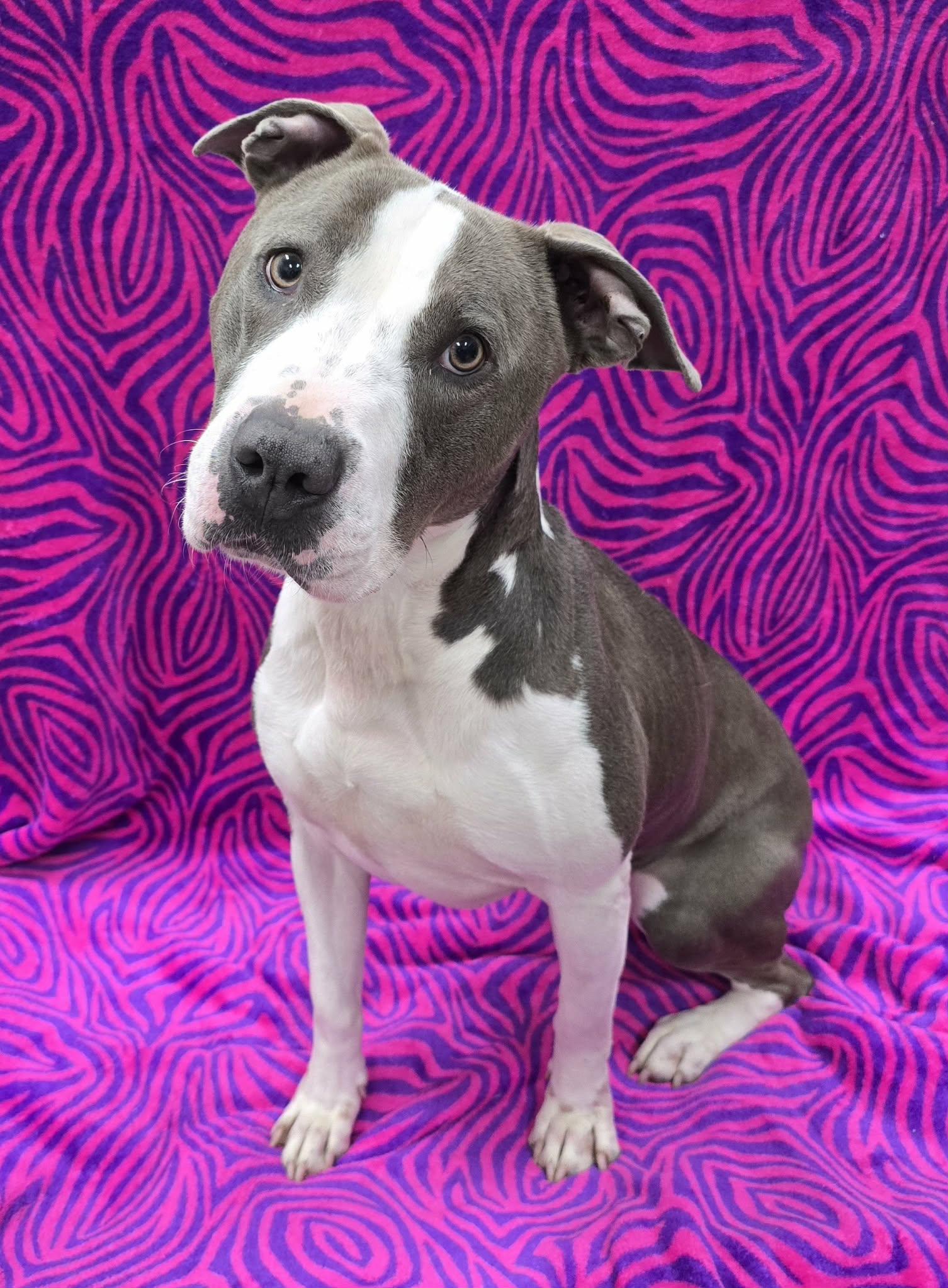 Dolly, a ADOPTABLE mixed breed in Frankfort, IN image 5/6