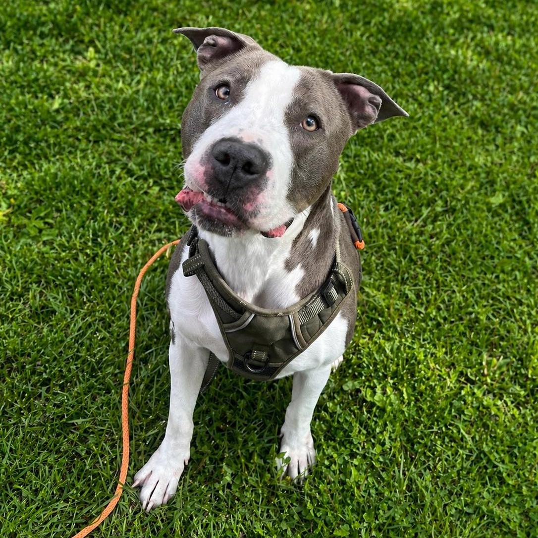 Dolly, ADOPTABLE, Adult Female Pit Bull Terrier.