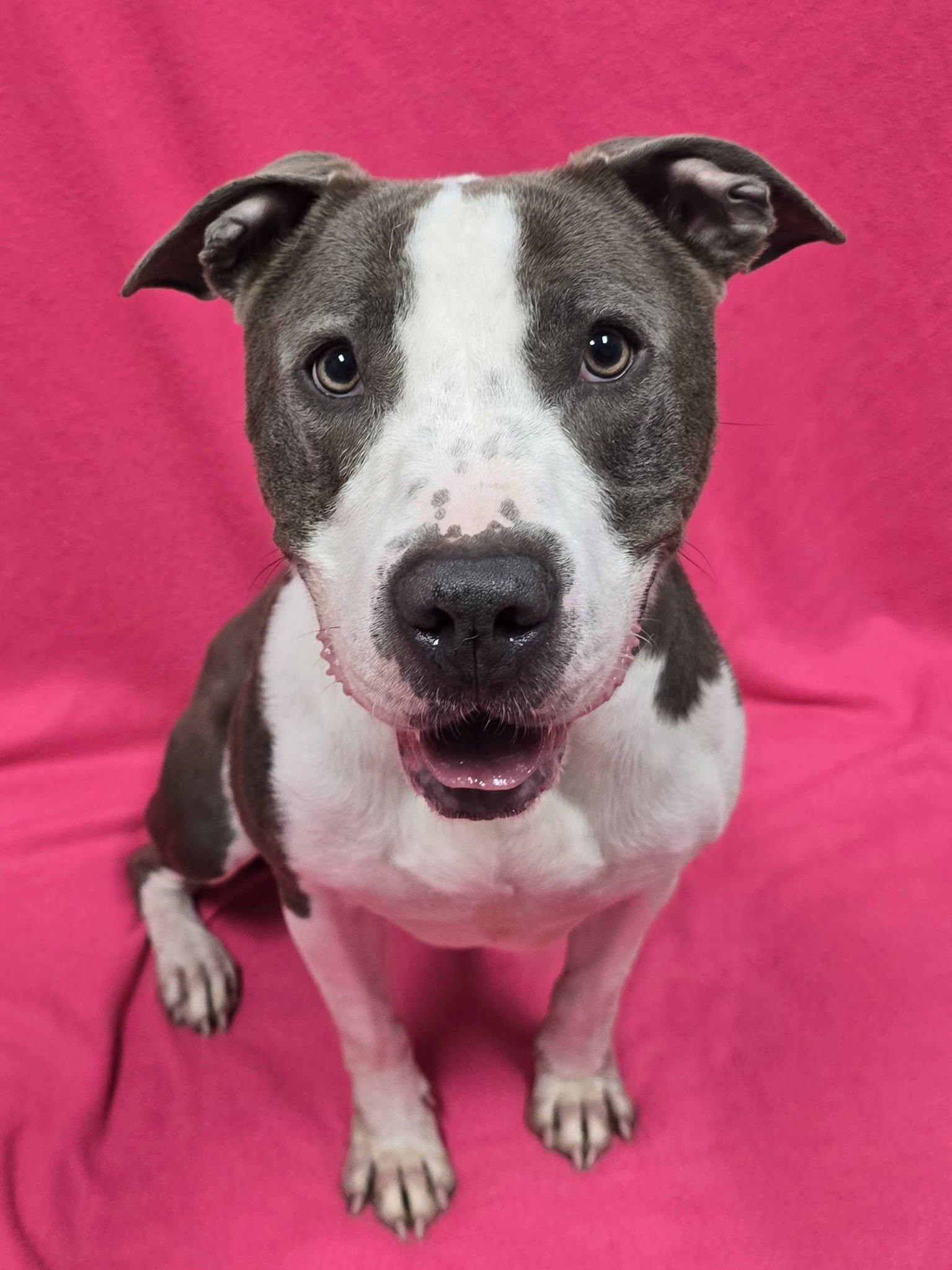 Dolly, ADOPTABLE, Adult Female Pit Bull Terrier.
