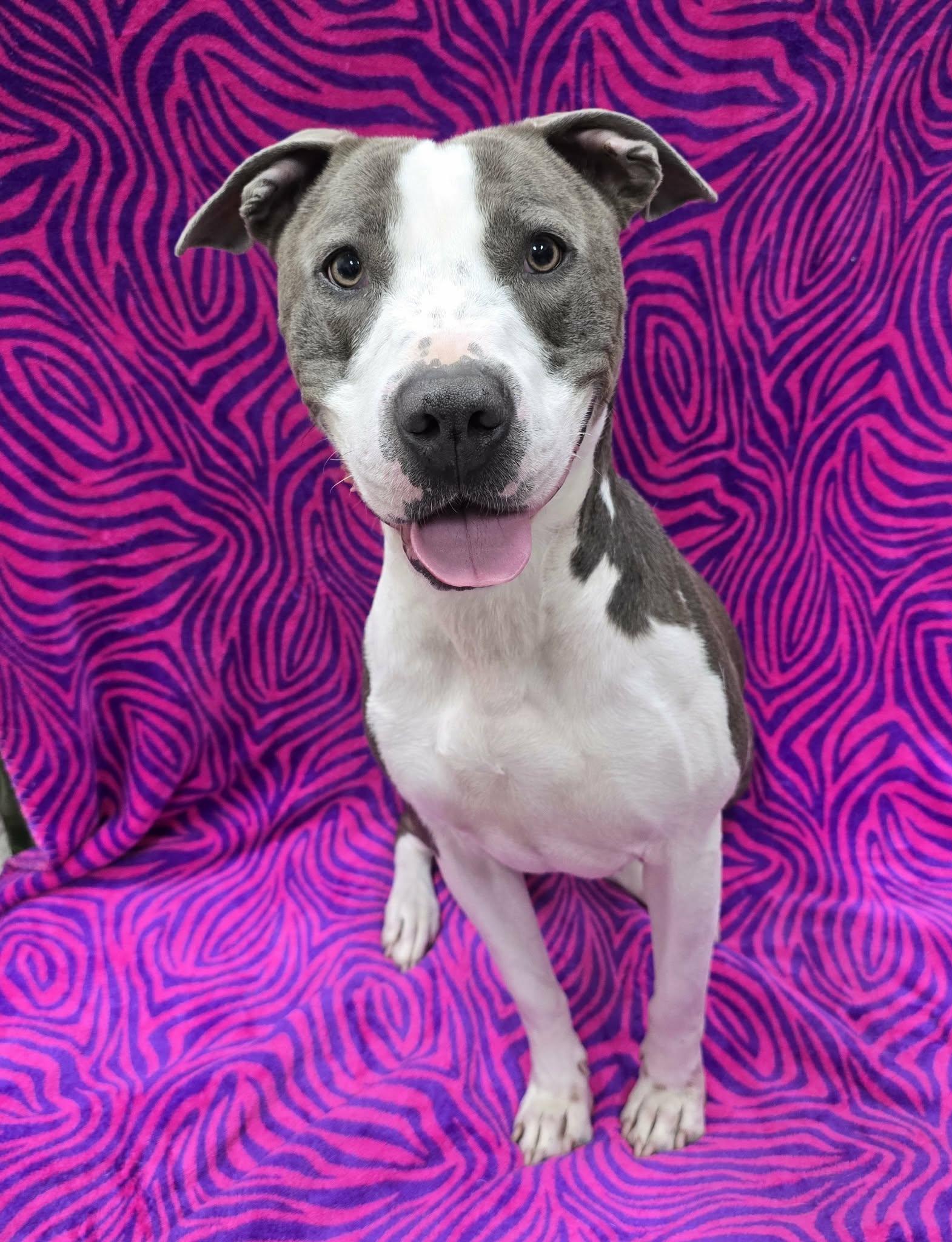 Dolly, a ADOPTABLE mixed breed in Frankfort, IN image 2/6