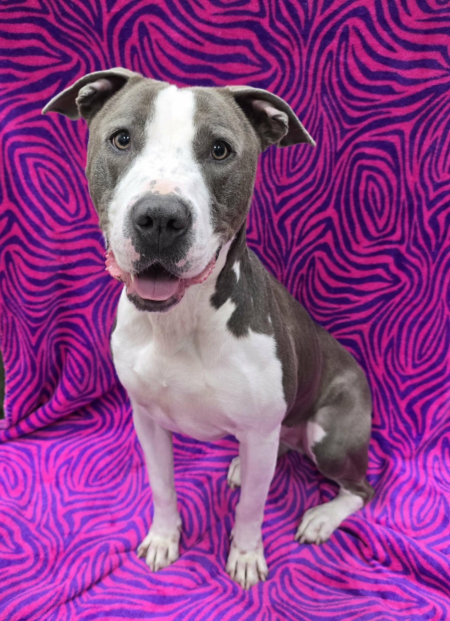 Dolly, a ADOPTABLE mixed breed in Frankfort, IN image 6/6