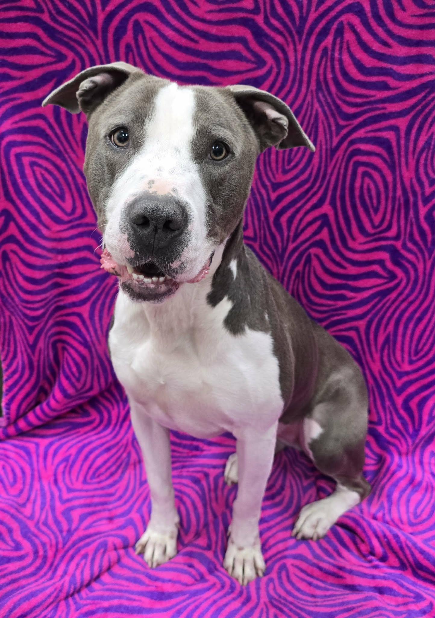 Dolly, a ADOPTABLE mixed breed in Frankfort, IN image 3/6