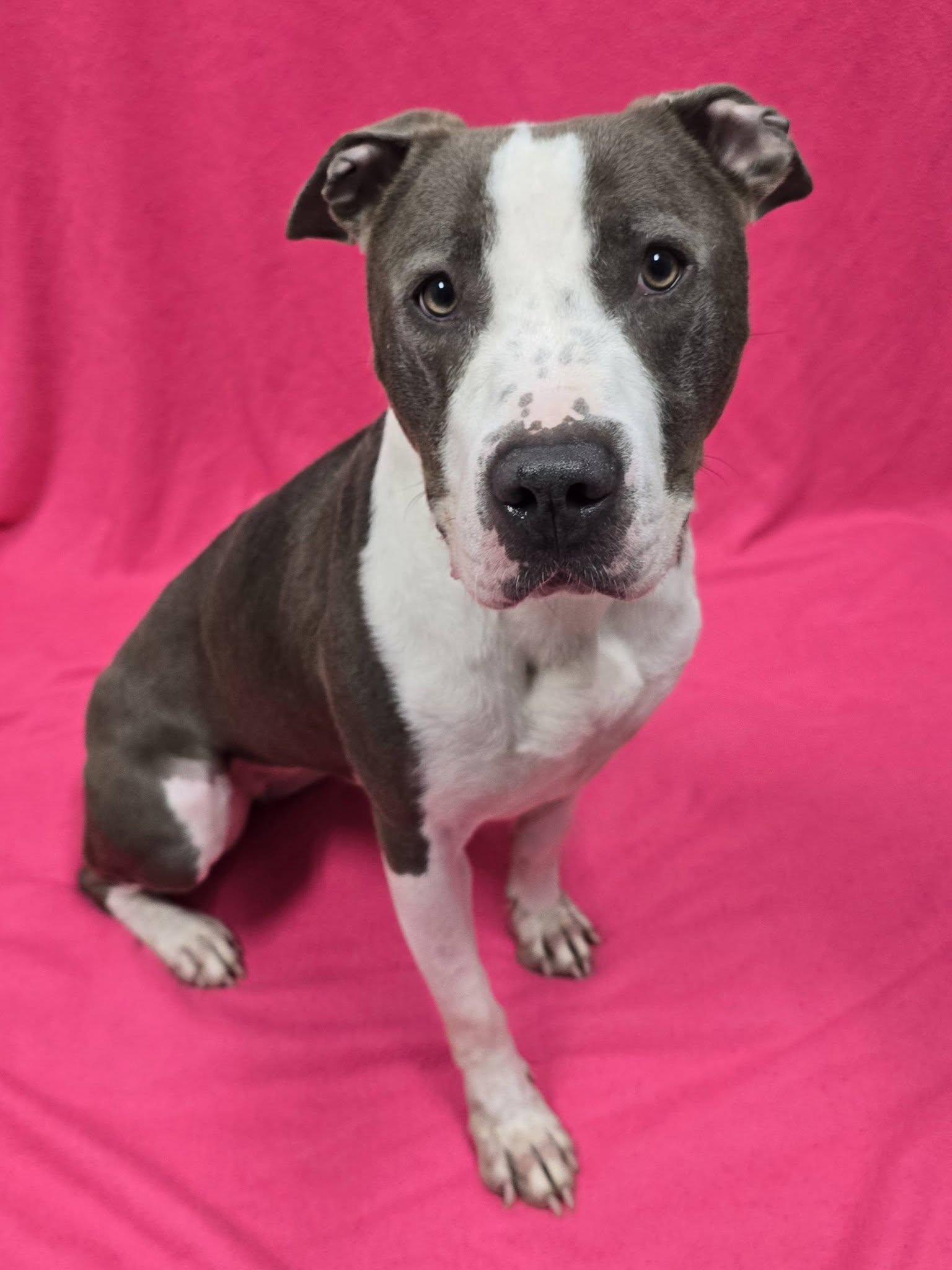 Dolly, a ADOPTABLE mixed breed in Frankfort, IN image 3/5