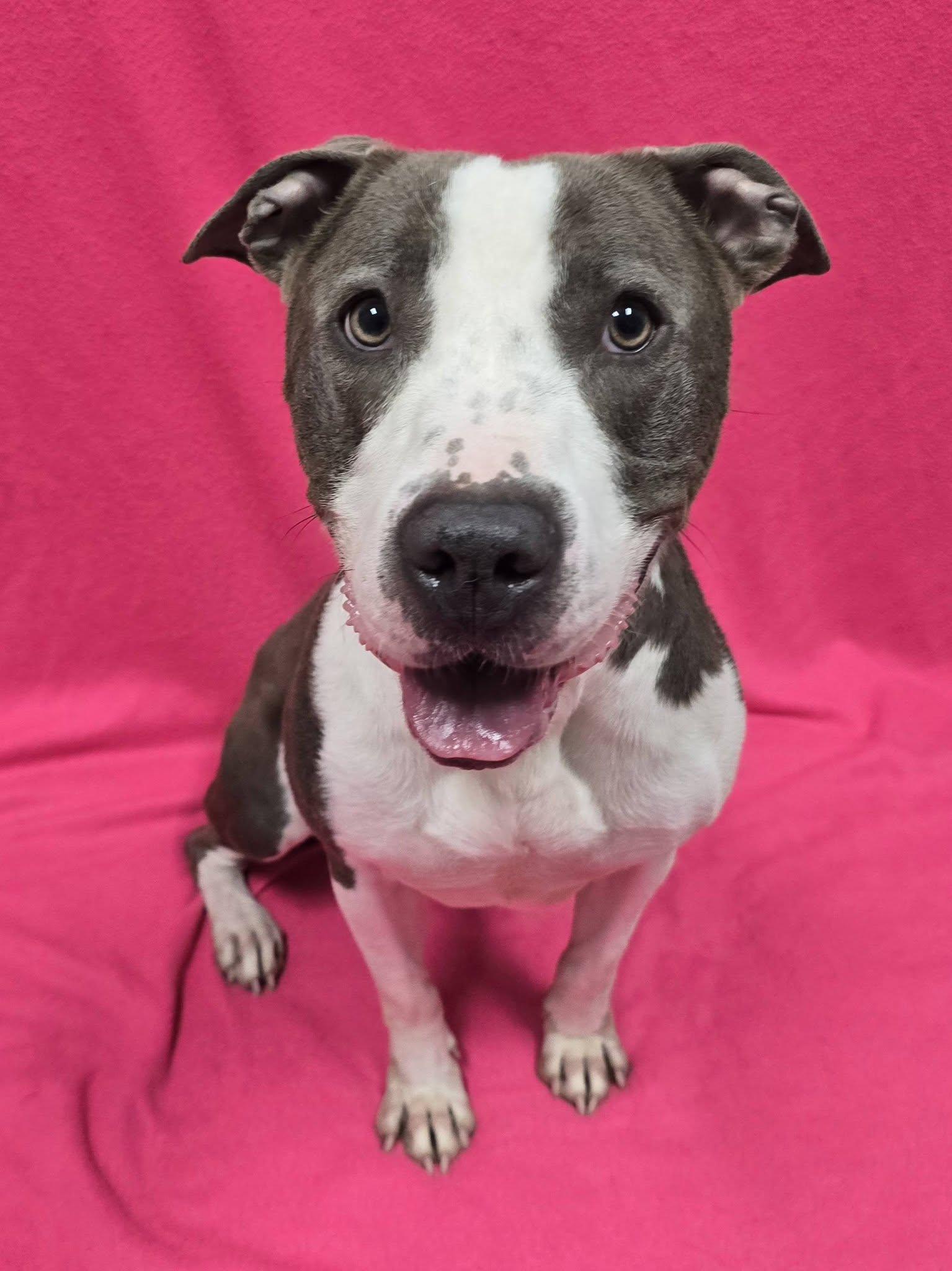 Dolly, a ADOPTABLE mixed breed in Frankfort, IN image 4/5