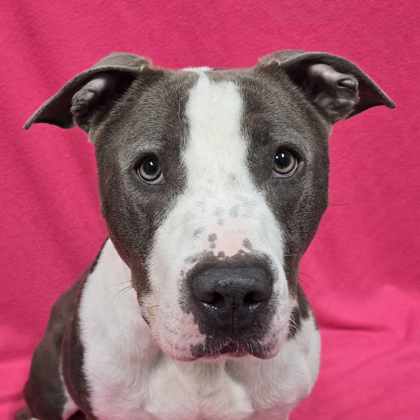 Dolly, a ADOPTABLE mixed breed in Frankfort, IN image 2/5