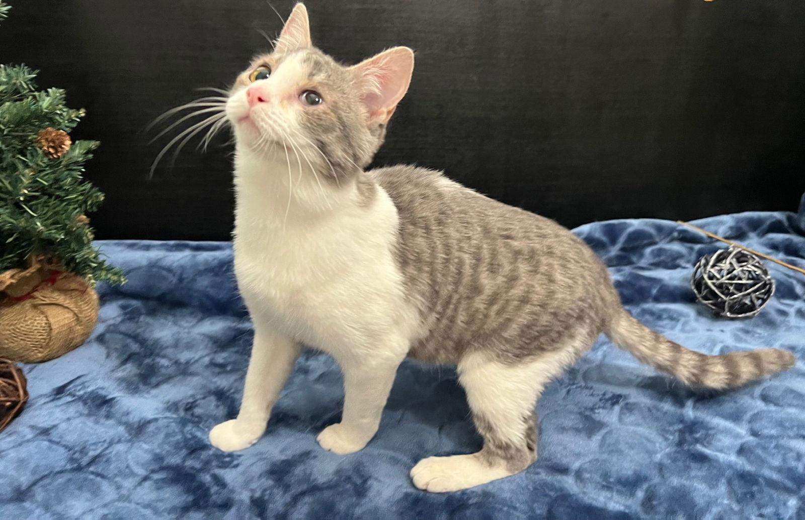 Sunshine, Adoptable, Young Female Tabby & Domestic Short Hair.