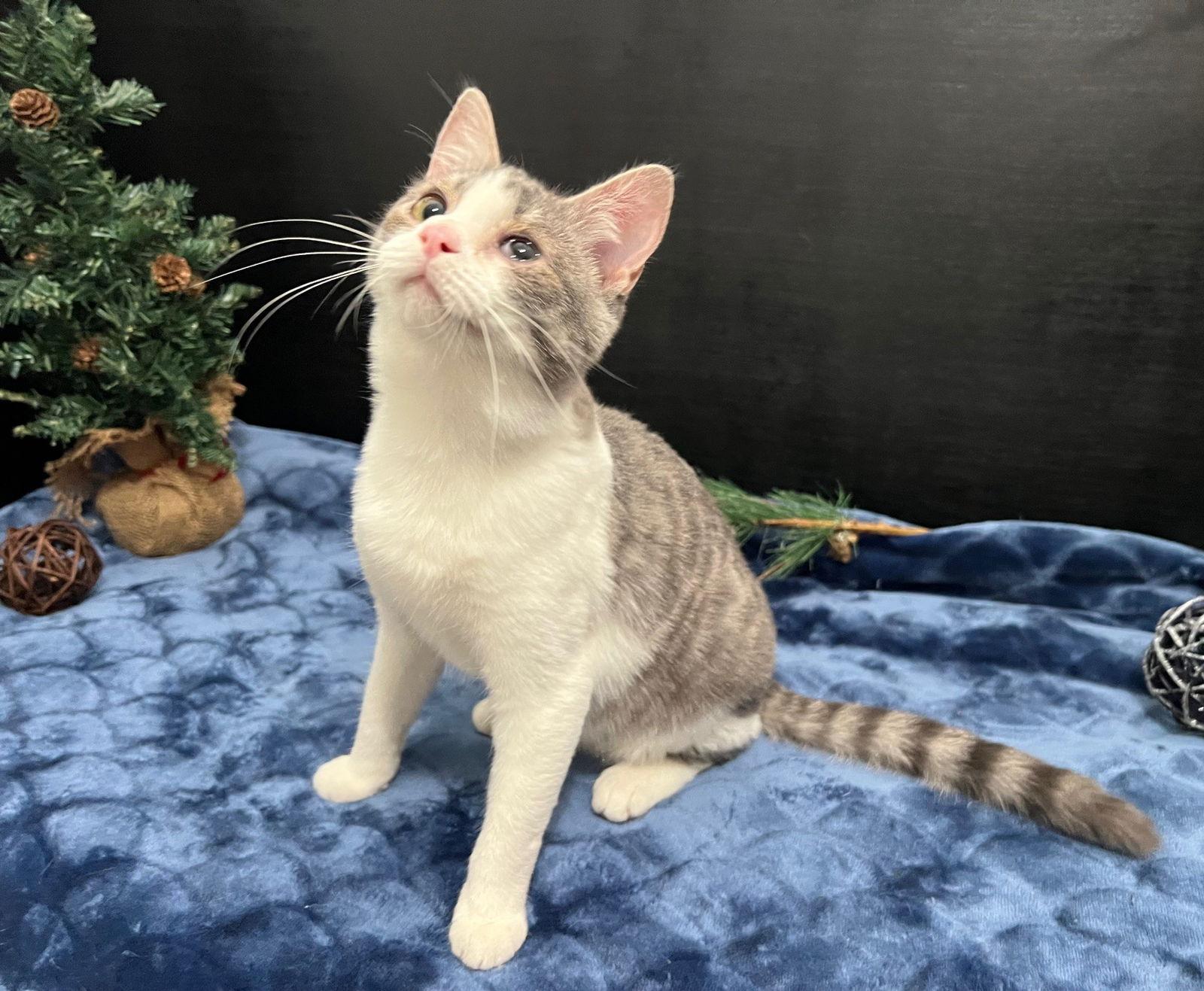 Enlarge Sunshine, a Adoptable mixed breed in Fayetteville, GA image 2/3