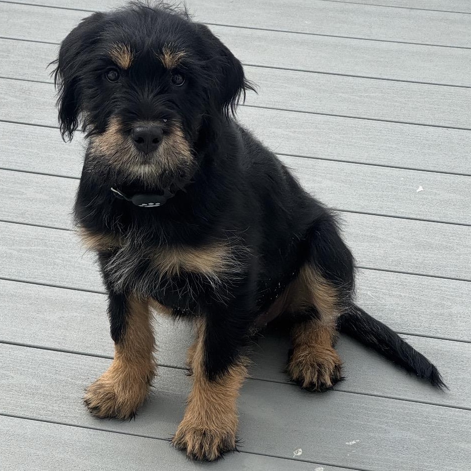 Enlarge Cookie, a Adoptable mixed breed in Wrightstown, NJ image 2/5
