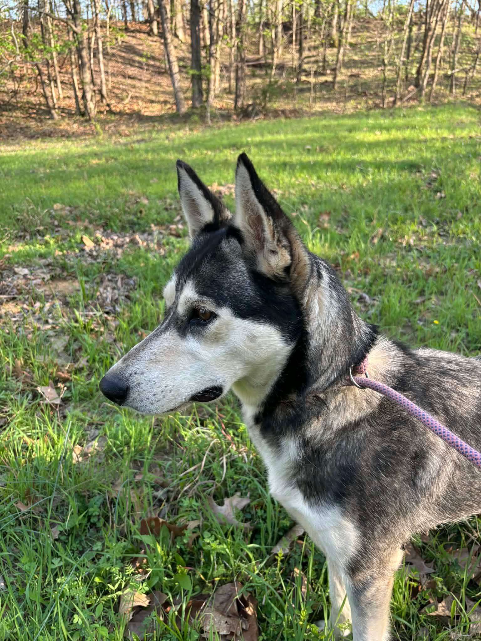 Enlarge Emmie , an adopted Husky in Watertown, CT image 4/5
