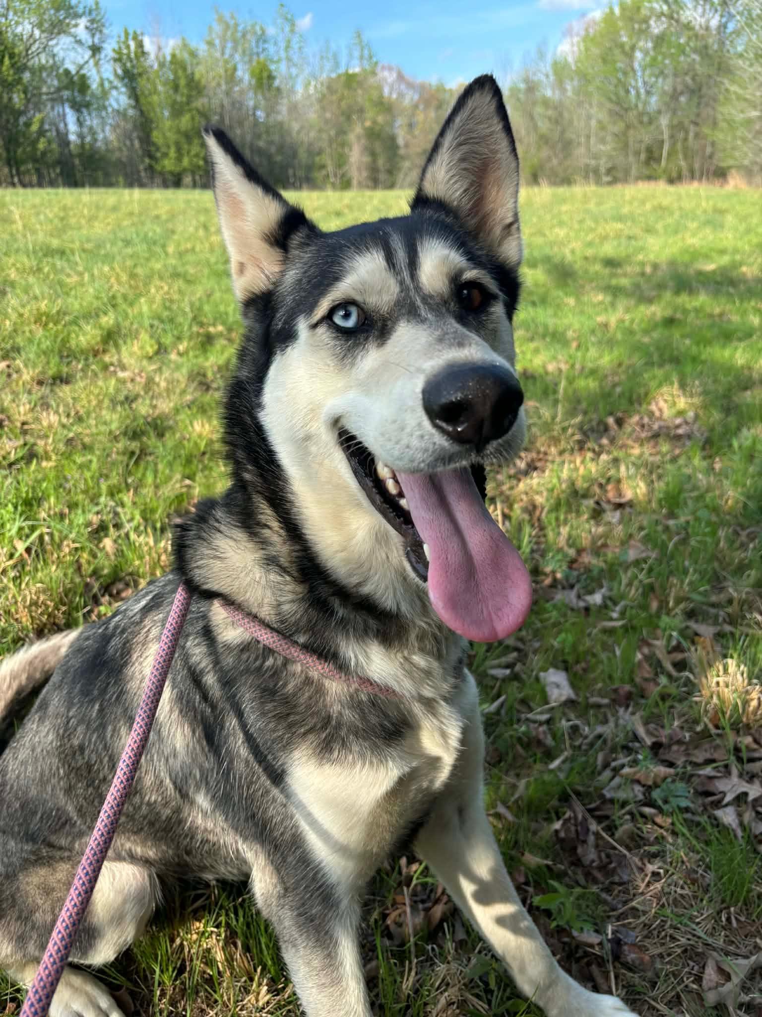 Enlarge Emmie , an adopted Husky in Watertown, CT image 1/5