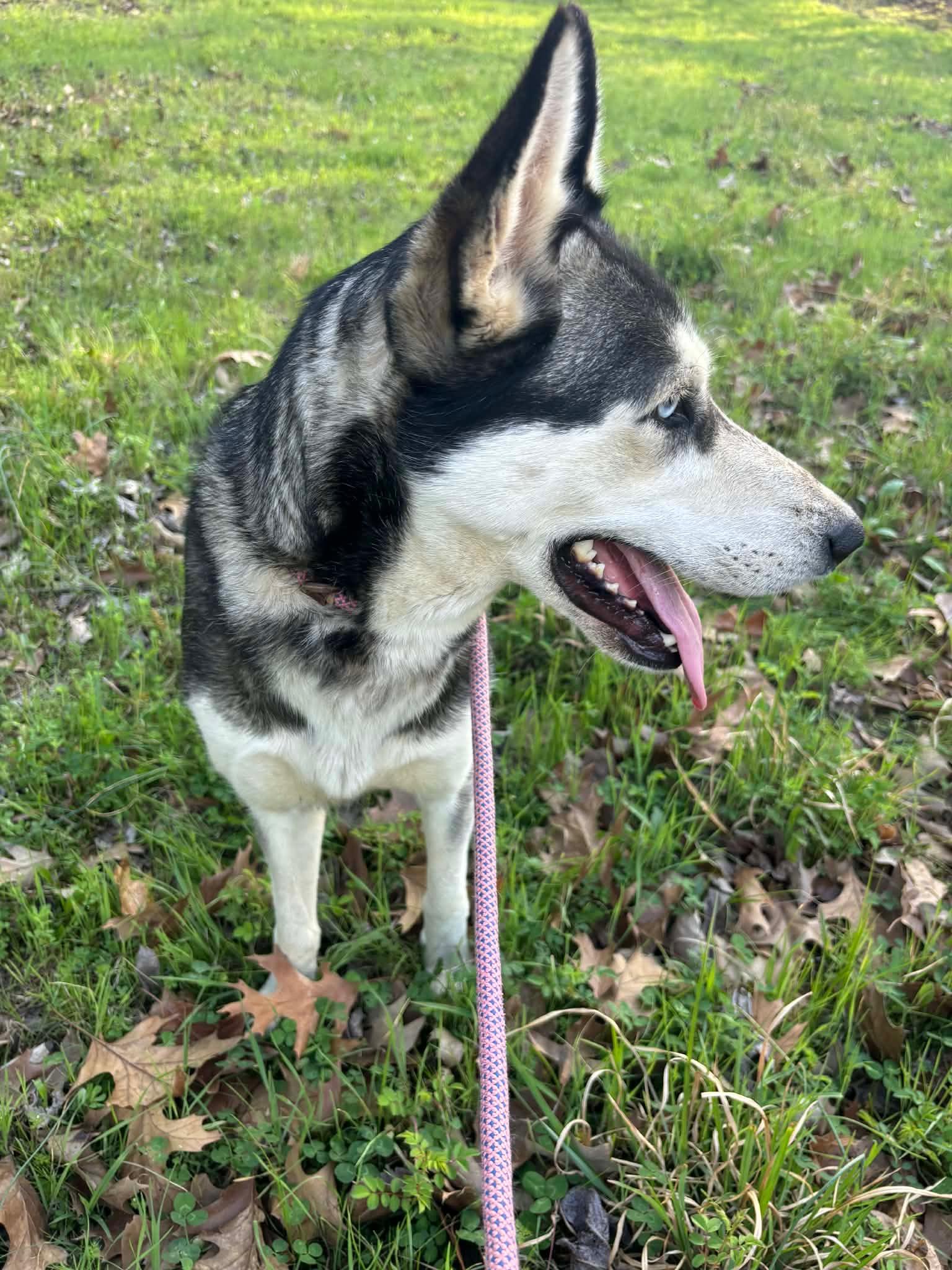 Enlarge Emmie , an adopted Husky in Watertown, CT image 5/5