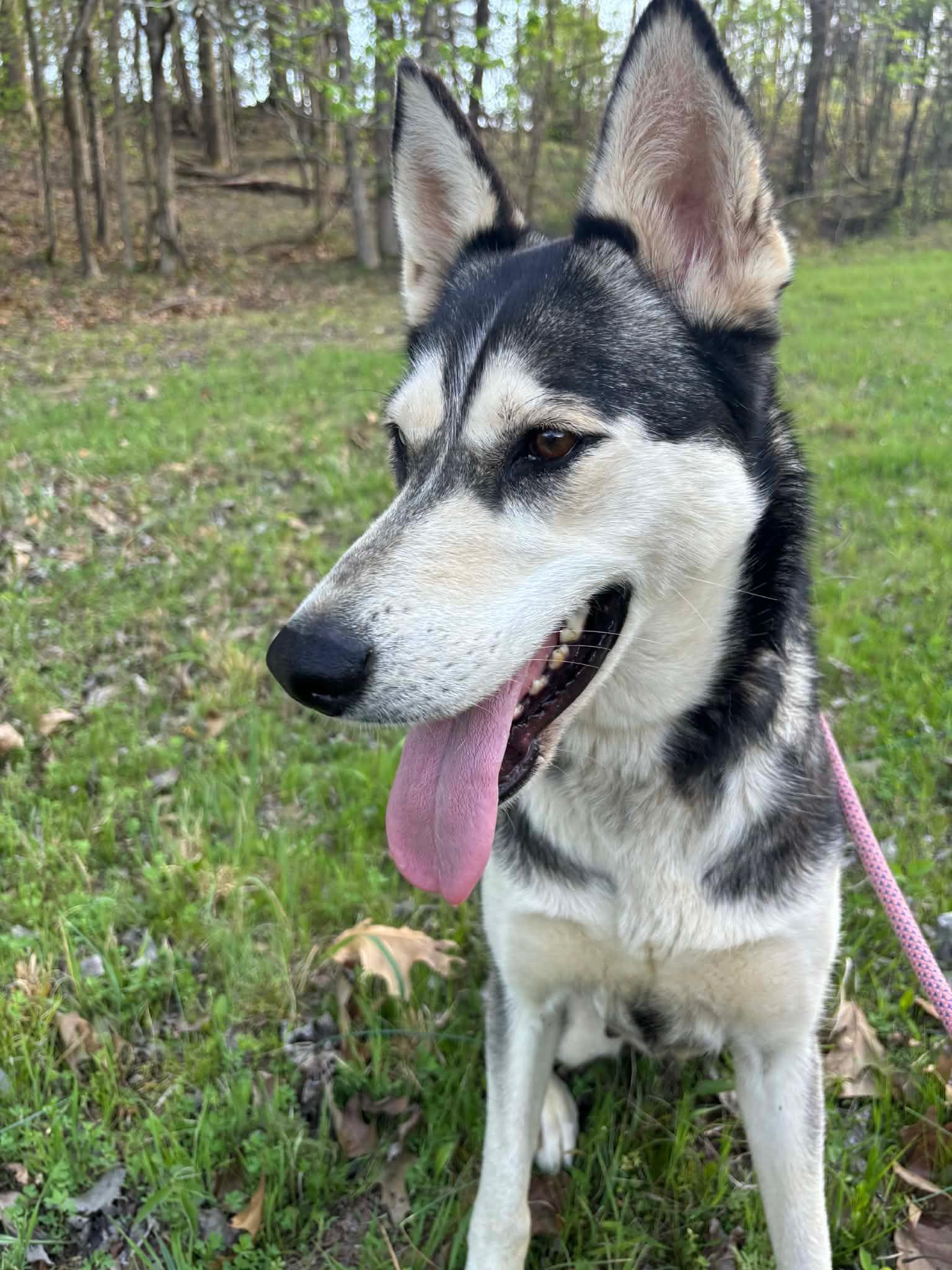 Enlarge Emmie , an adopted Husky in Watertown, CT image 2/5